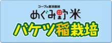 めぐみ野米 バケツ稲栽培