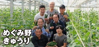 めぐみ野 きゅうり