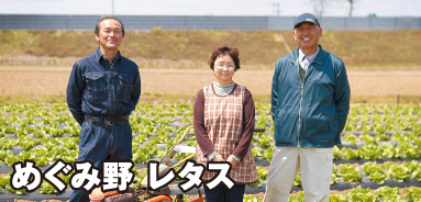 めぐみ野 レタス