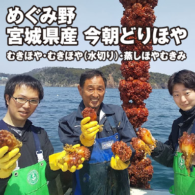 めぐみ野 宮城県産 今朝どりほや