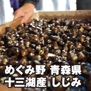めぐみ野 青森県十三湖産 しじみ