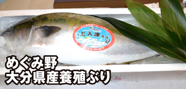 めぐみ野 大分県産養殖ぶり