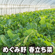 めぐみ野 春立ち菜