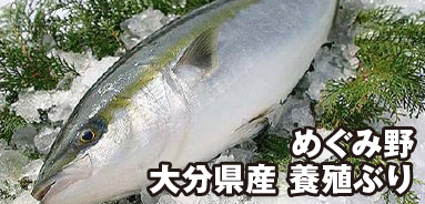 めぐみ野 大分県産 養殖ぶり