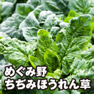 めぐみ野 ちぢみほうれん草