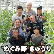 めぐみ野 きゅうり