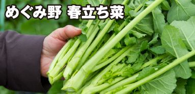 めぐみ野 春立ち菜