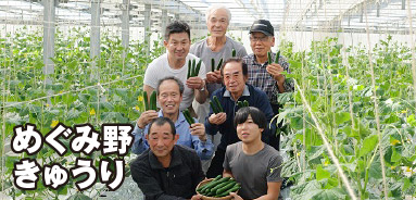 めぐみ野 きゅうり