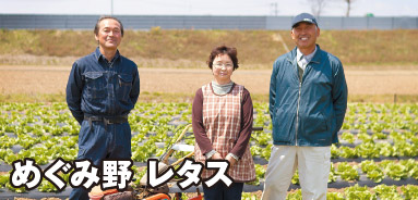 めぐみ野 レタス