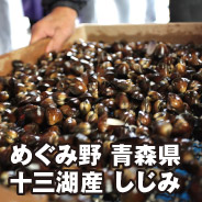 めぐみ野 青森県十三湖産 しじみ