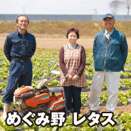 めぐみ野 レタス