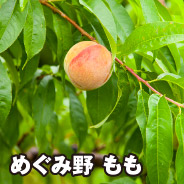めぐみ野 もも