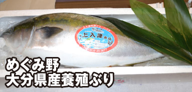めぐみ野 大分県産養殖ぶり