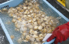 「めぐみ野」青森県陸奥湾産蒸しほたて（生食用）
