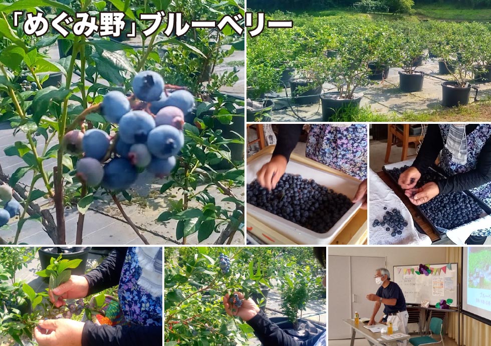 「めぐみ野」ブルーベリー
