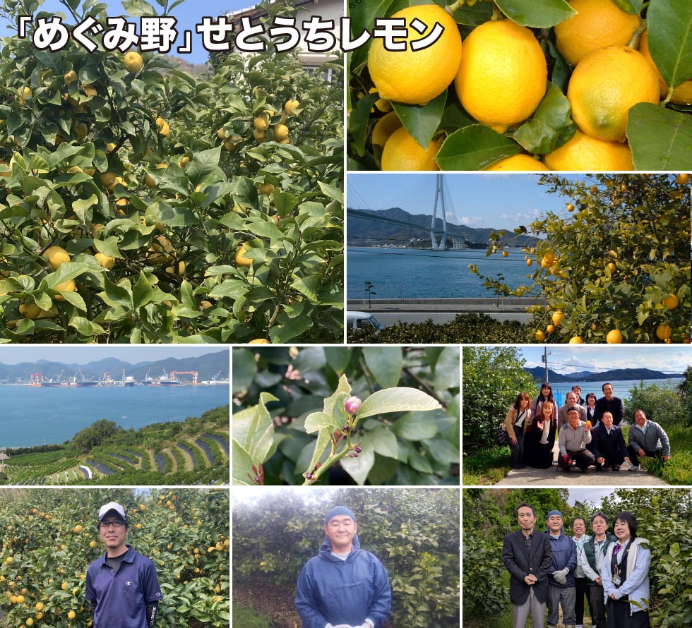 「めぐみ野」「めぐみ野」せとうちレモン