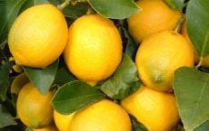 「めぐみ野」せとうちレモン
