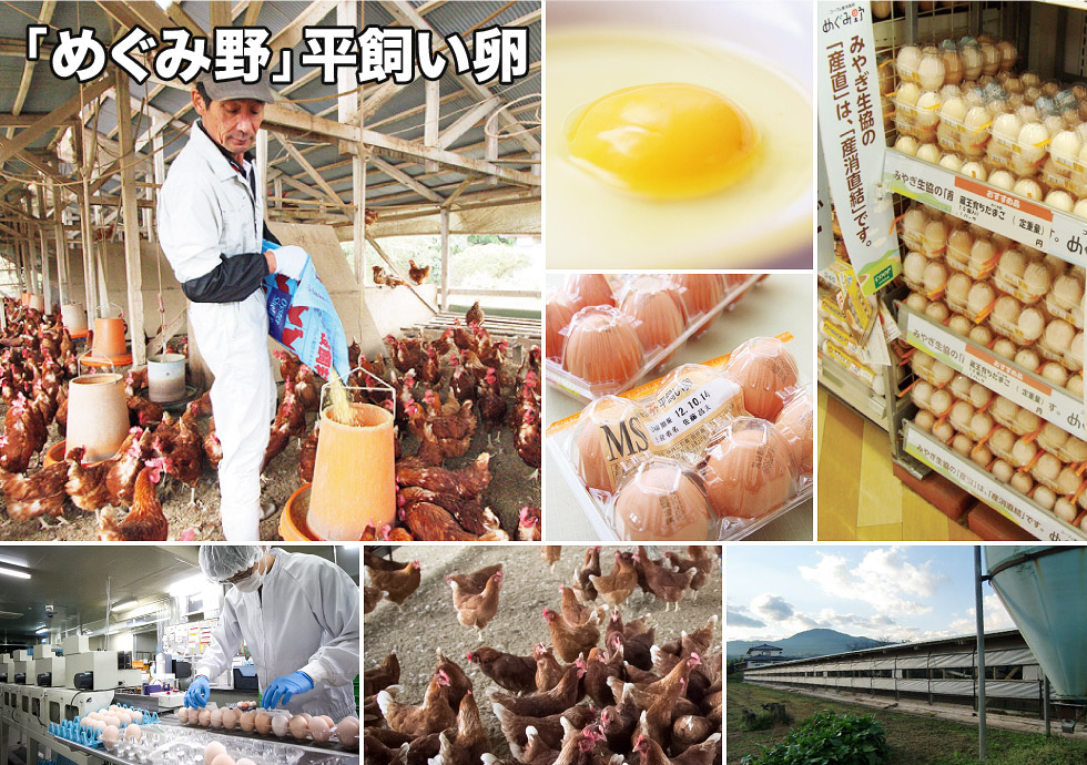 市場 卵 産み立て産地直送 MS108個 タマゴ やさと平飼い卵 安全安心 送料無料